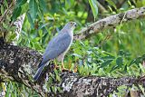 Fiji Goshawkborder=